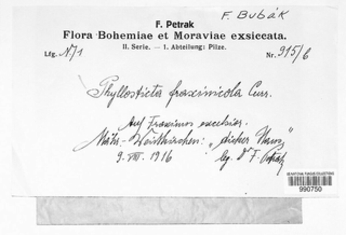 Melomastia mastoidea image